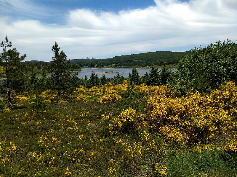 231 foto MVervoorn 2019-06-18 14.20.24.jpg